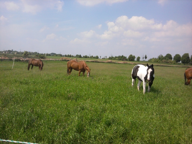 weide